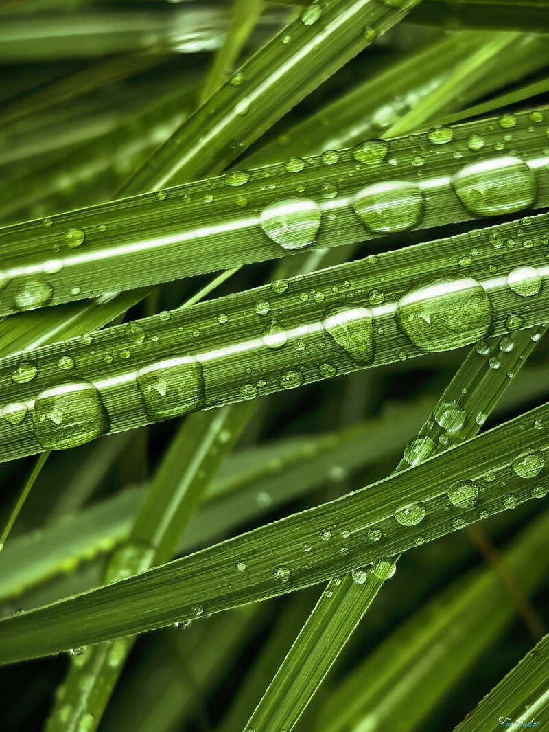 green-drops-2-_fs-standard.jpg