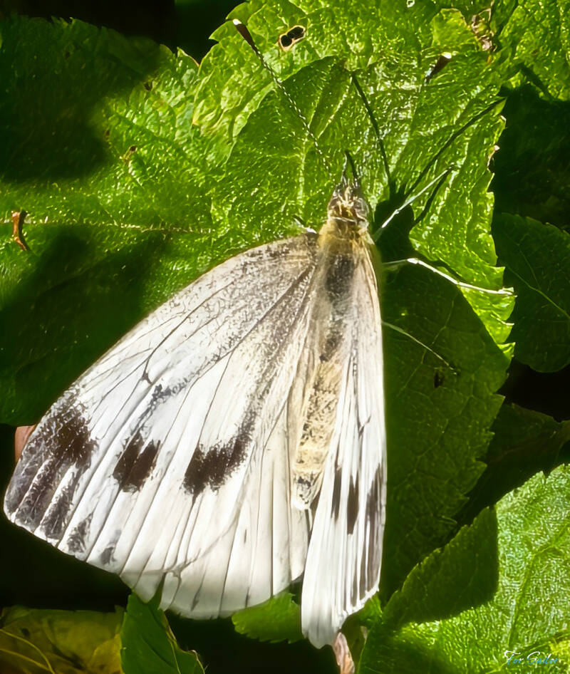 green-veined-white_fs-standard.jpg