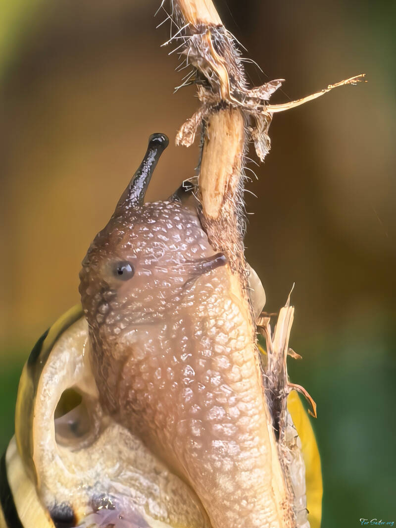 grove-snail-1-_fs-standard.jpg