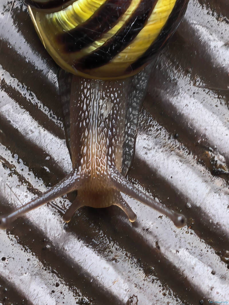 grove-snail_fs-standard.jpg