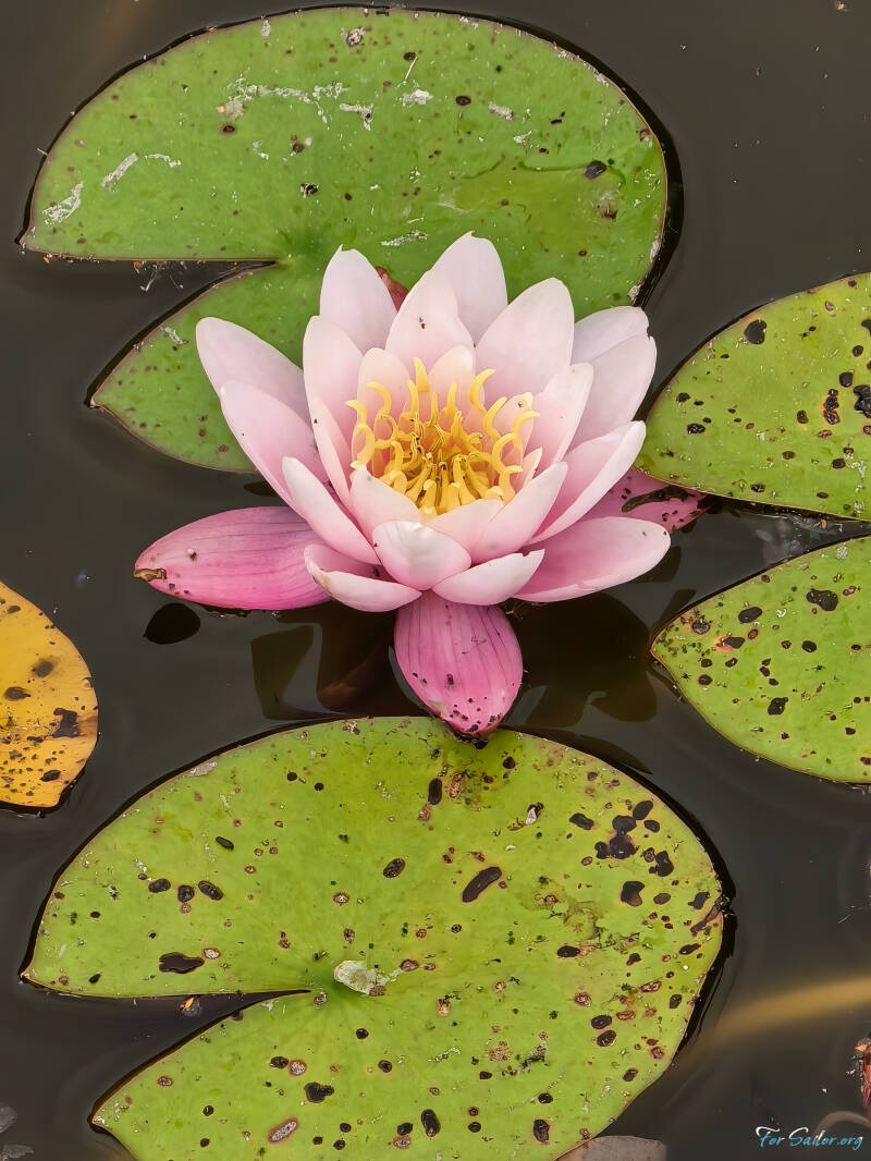 hardy-pink-water-lily_fs-standard.jpg