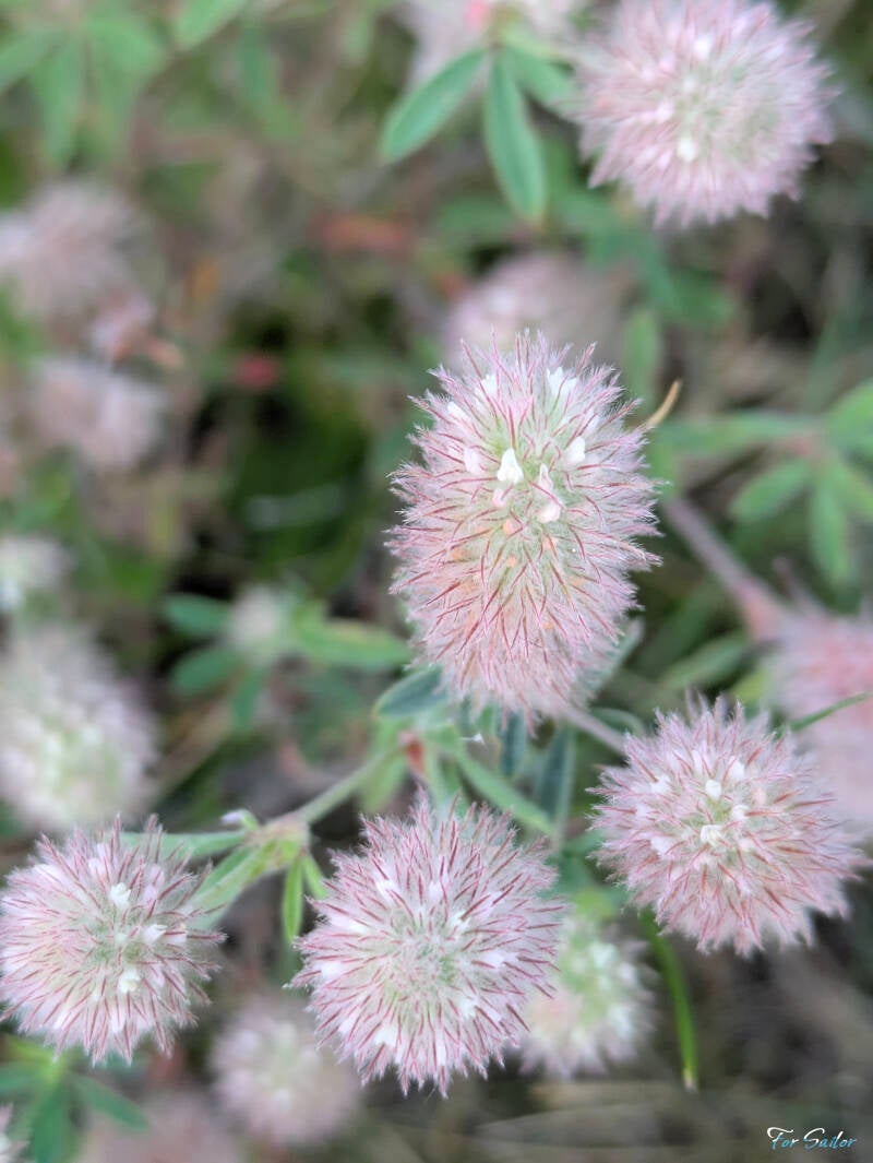 hares-foot-clover_fs-standard.jpg