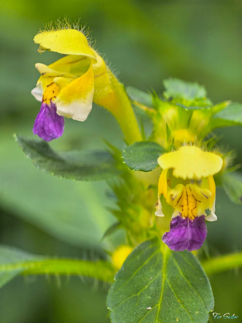 hemp-nettle_fs-standard.jpg