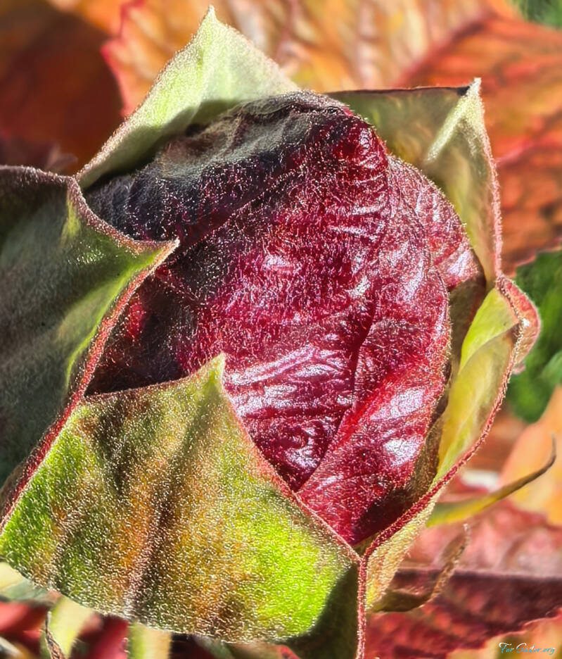 hibiscus-bud_fs-standard.jpg