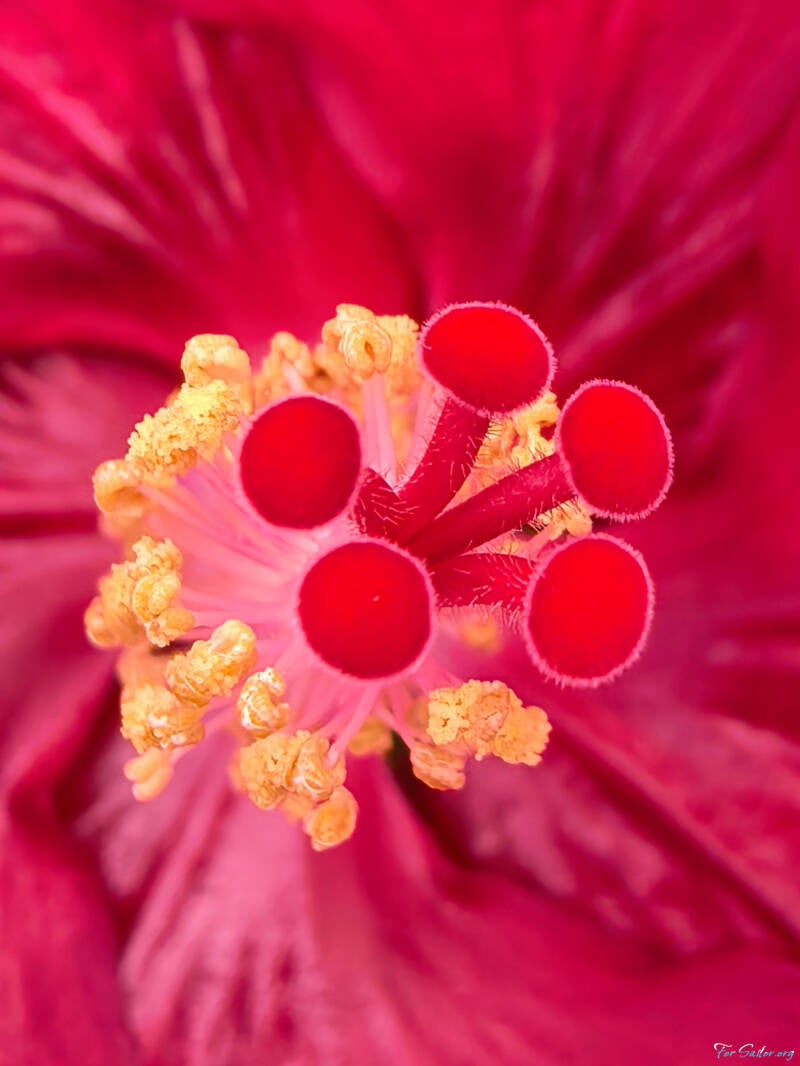 hibiscus-heart_fs-standard.jpg