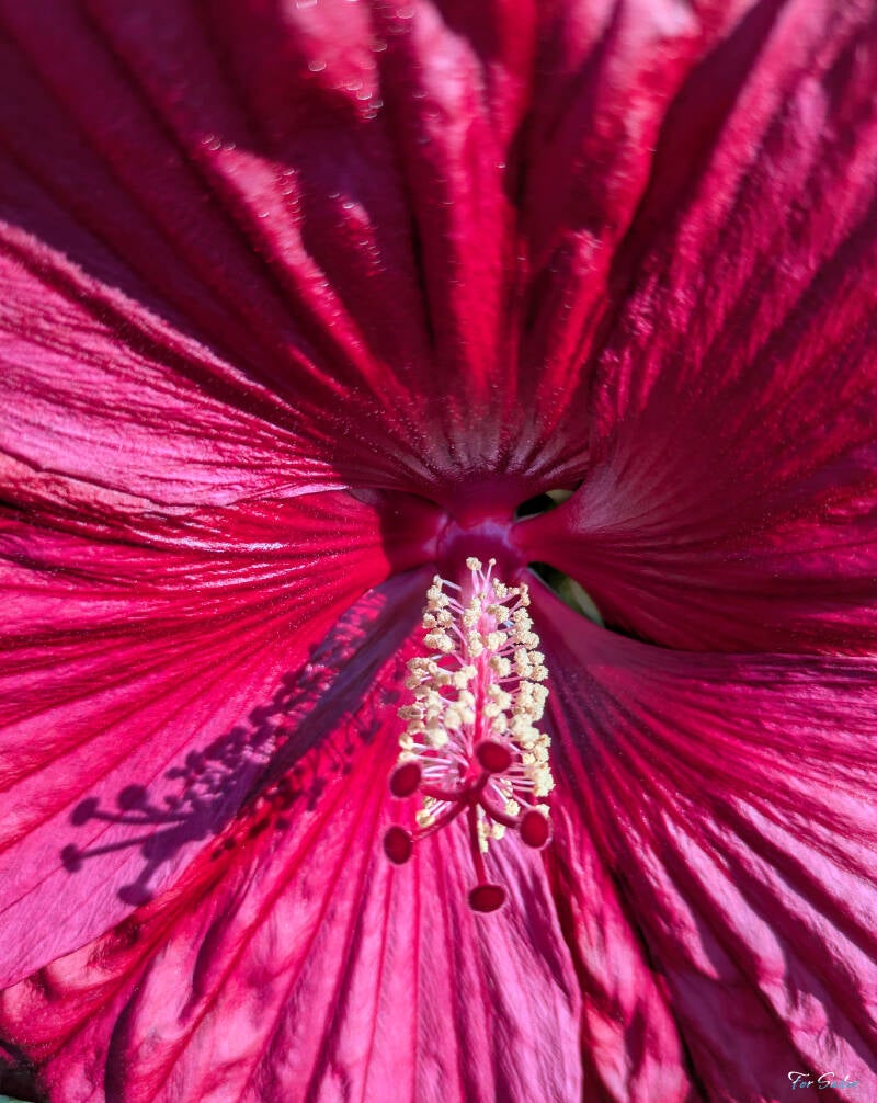 hibiscus_fs-standard.jpg
