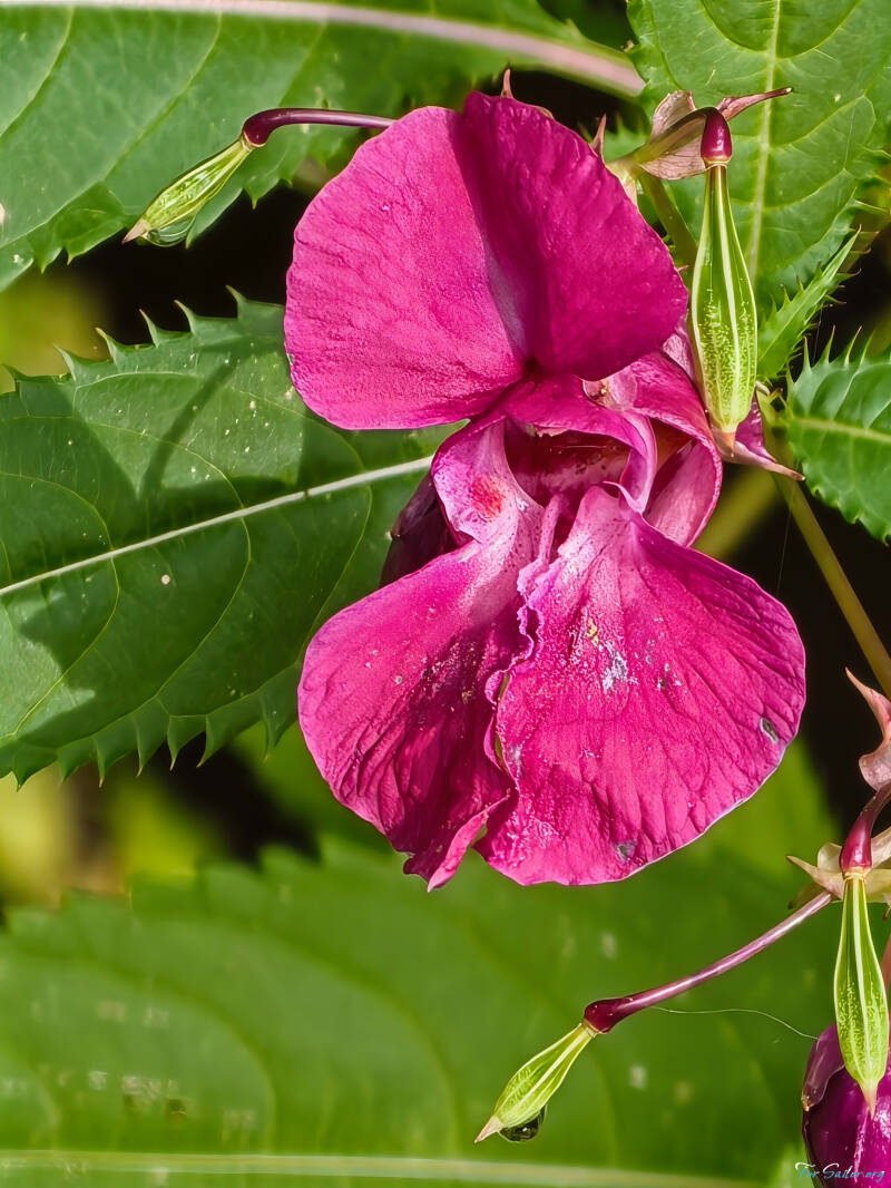 himalayan-balsam-1-_fs-standard.jpg