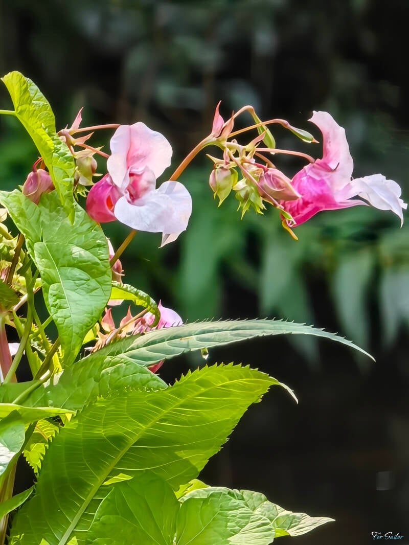 himalayan-balsam_fs-standard.jpg