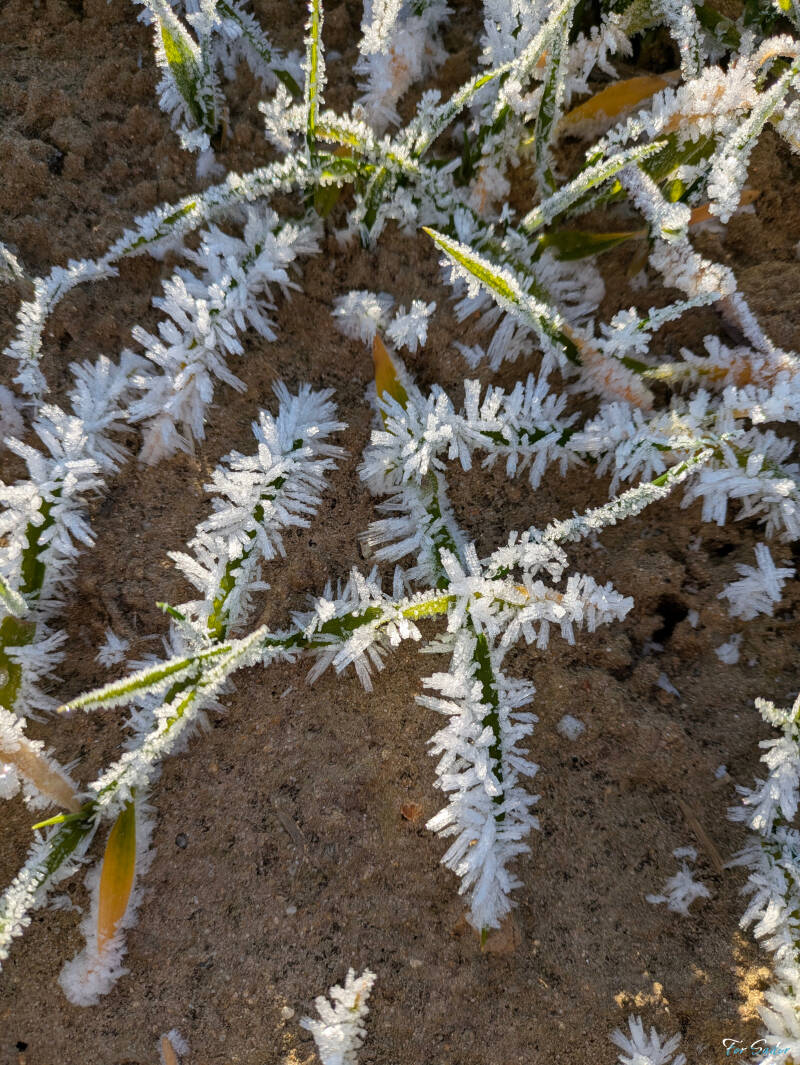 ice-field_fs-standard.jpg