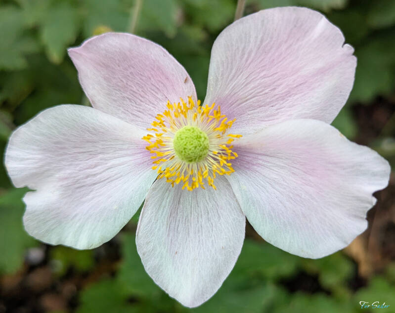 japanese-anemone_fs-standard.jpg
