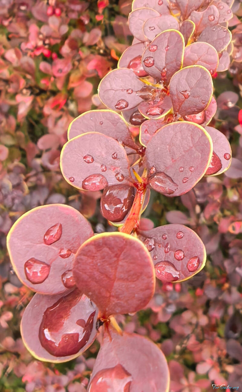 japanese-barberry_fs-standard.jpg
