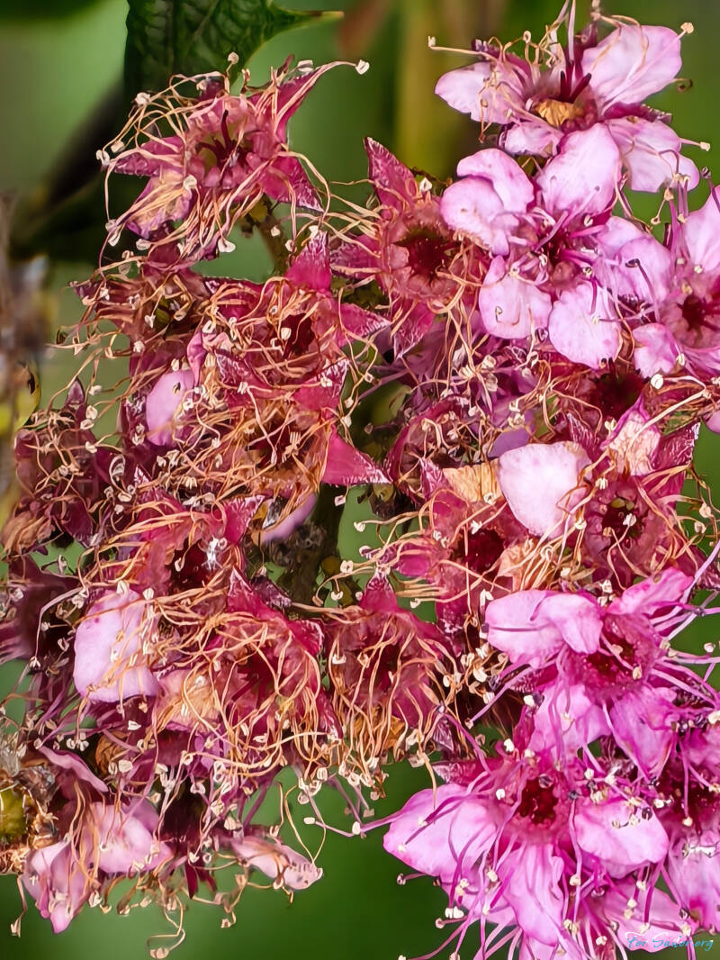 japanese-spirea_fs-standard.jpg