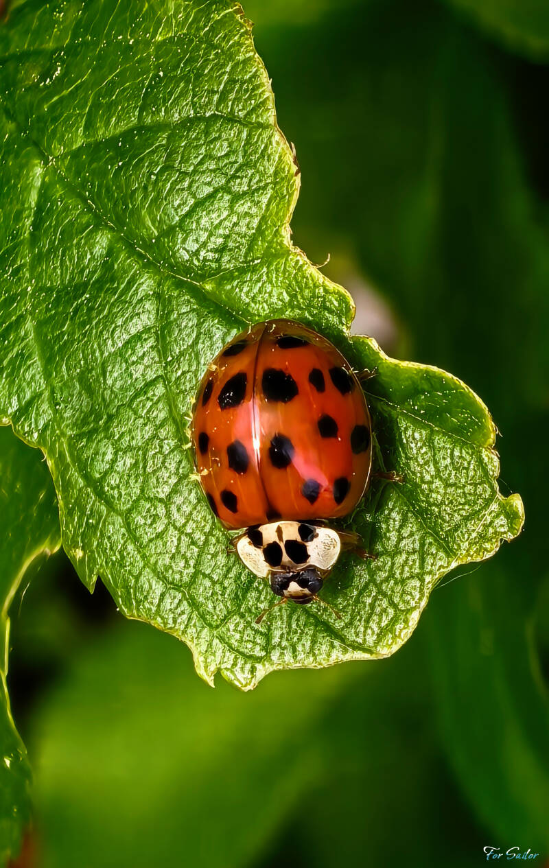 ladybug-chilling_fs-standard.jpg