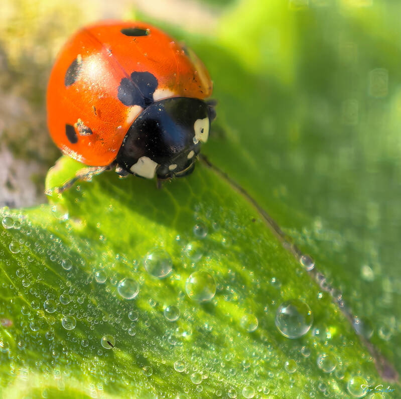 ladybug-drinking_fs-standard.jpg