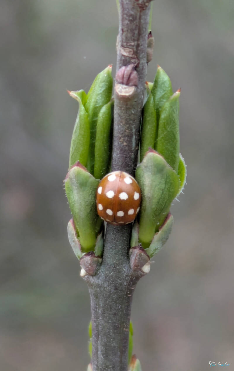 ladybug-hybernating_fs-standard.jpg