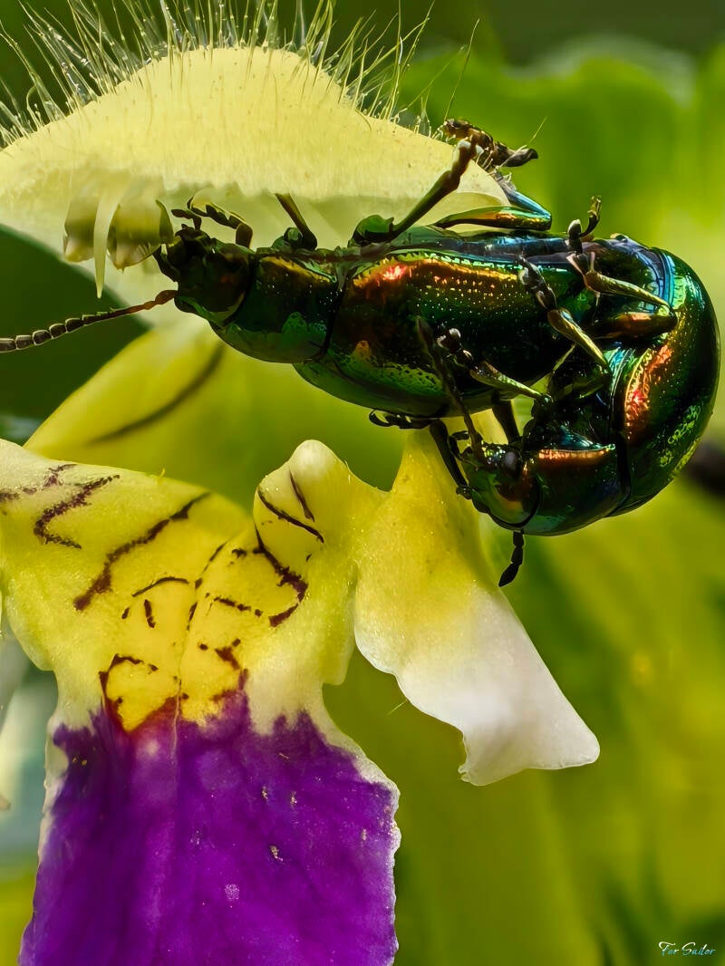 leaf-beetles-1-_fs-standard.jpg