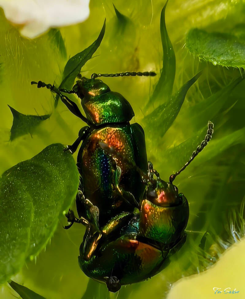 leaf-beetles_fs-standard.jpg