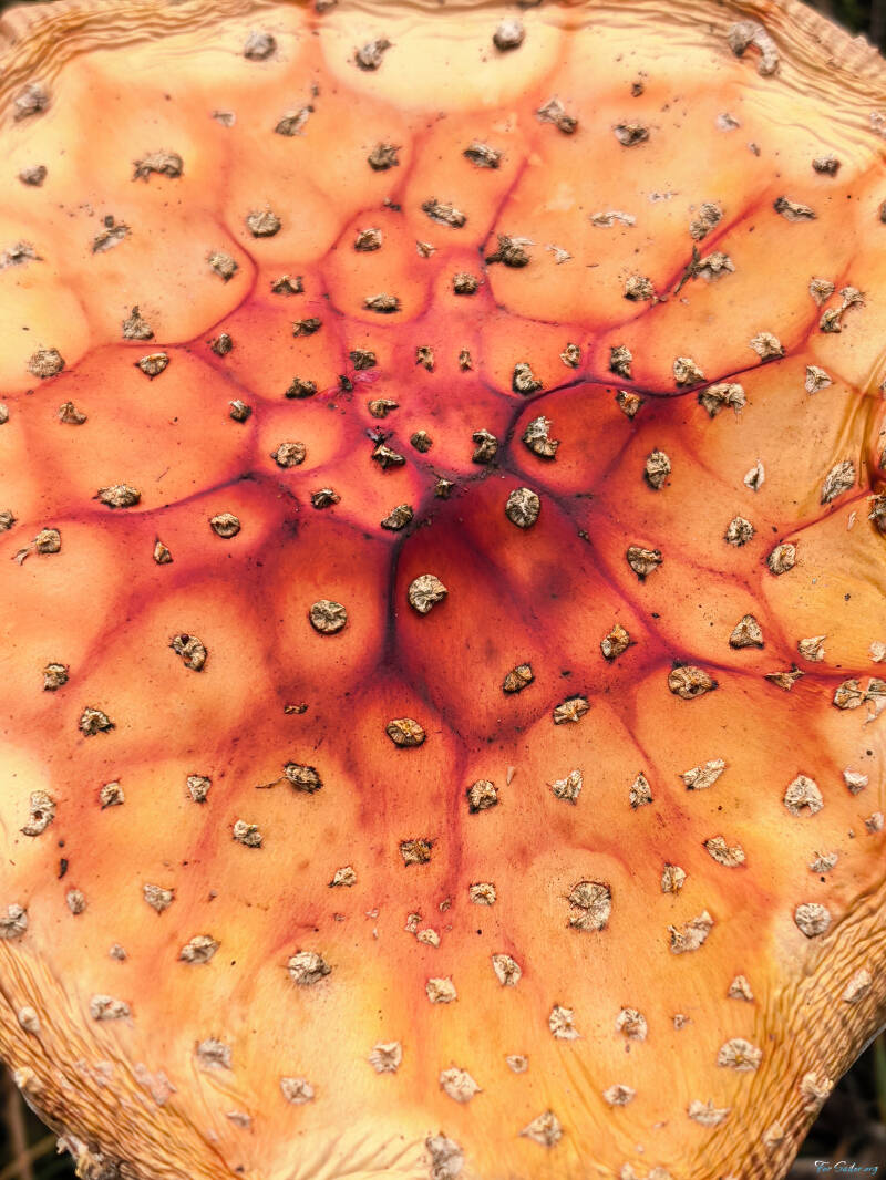 magic-mushroom_fs-standard.jpg