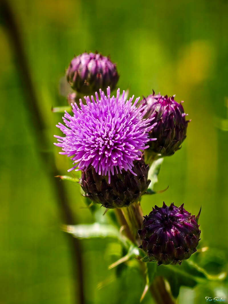marsh-thistle_fs-standard-xw92bp.jpg