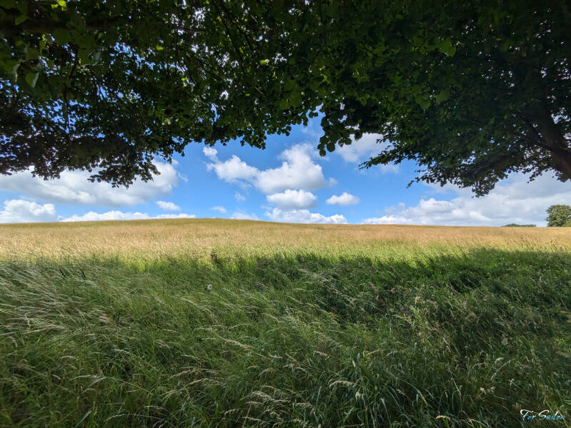 meadow_fs-standard.jpg