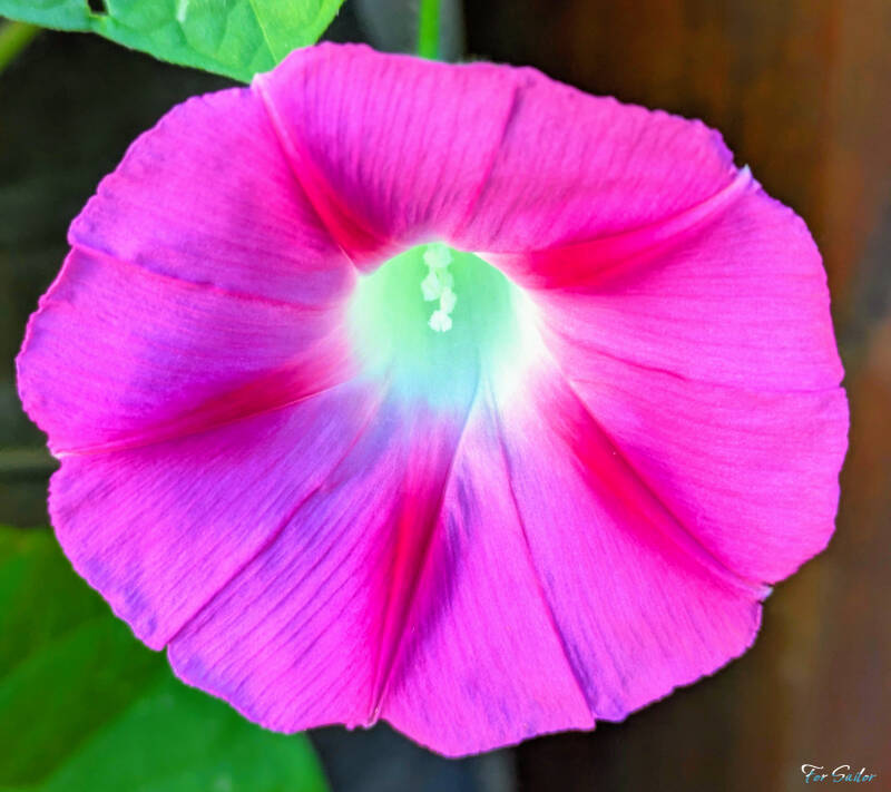 morning-glory-1-_fs-standard.jpg