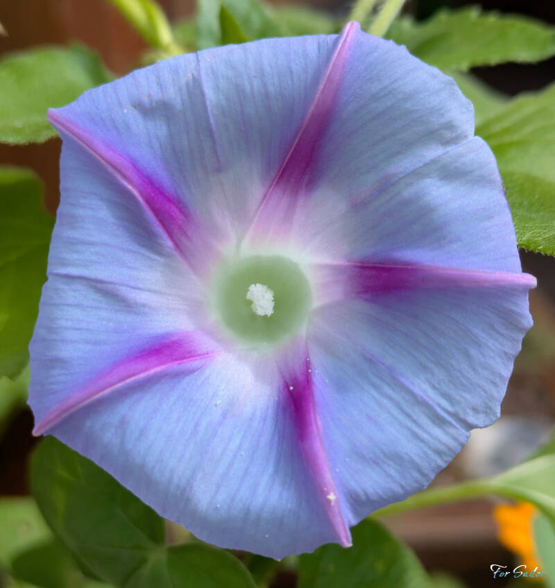 morning-glory-2-_fs-standard.jpg