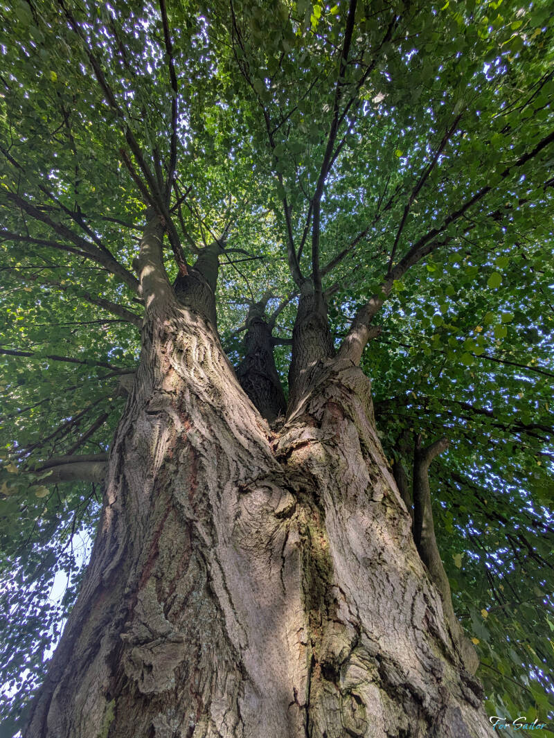 multi-tree_fs-standard.jpg