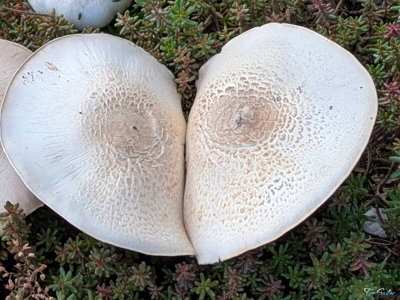 mushroom-heart_fs-standard.jpg