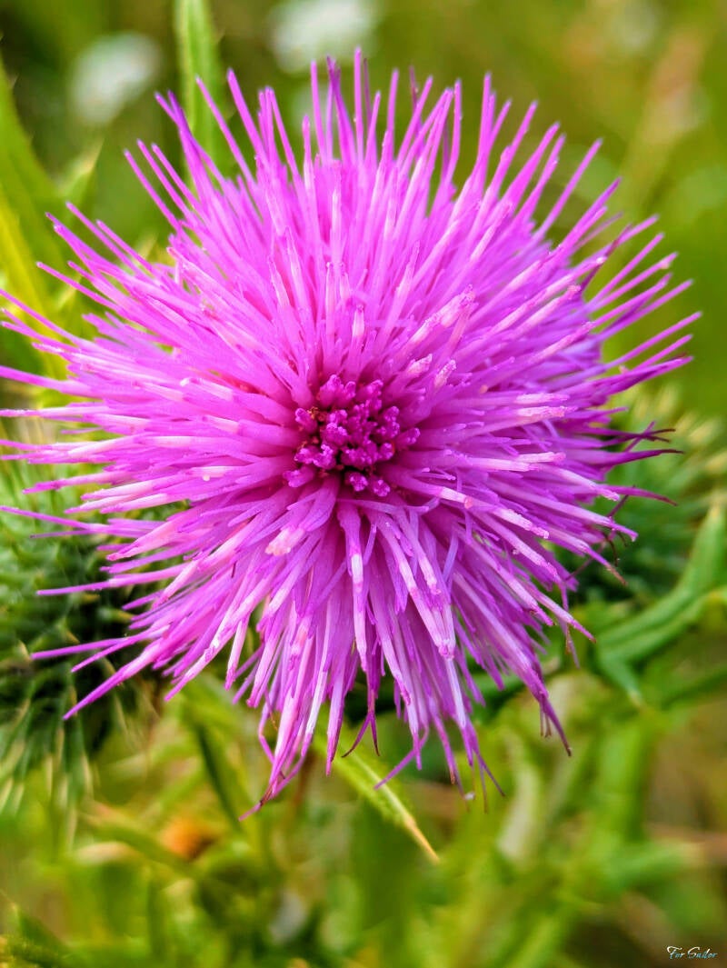 nodding-thistle_fs-standard.jpg
