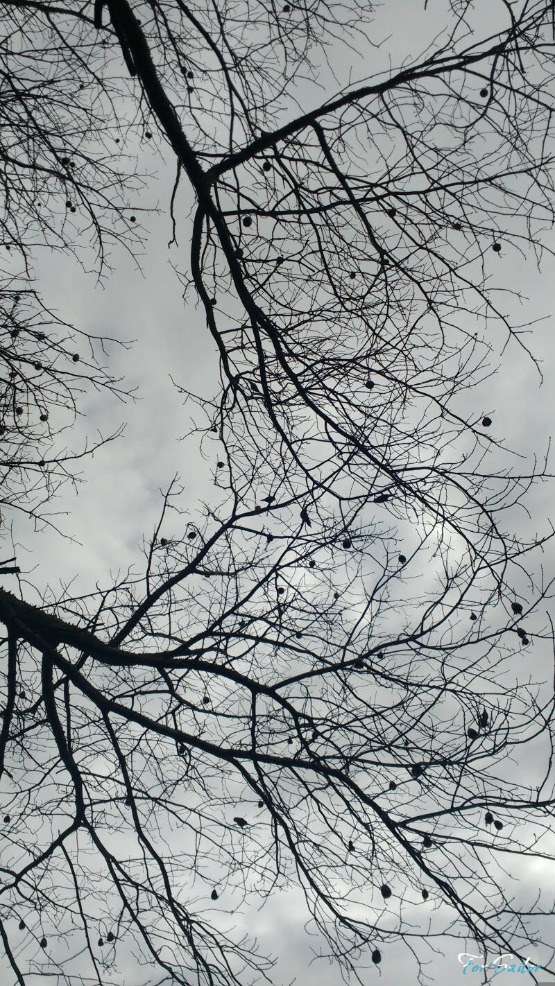 november-tree_fs-standard.jpg
