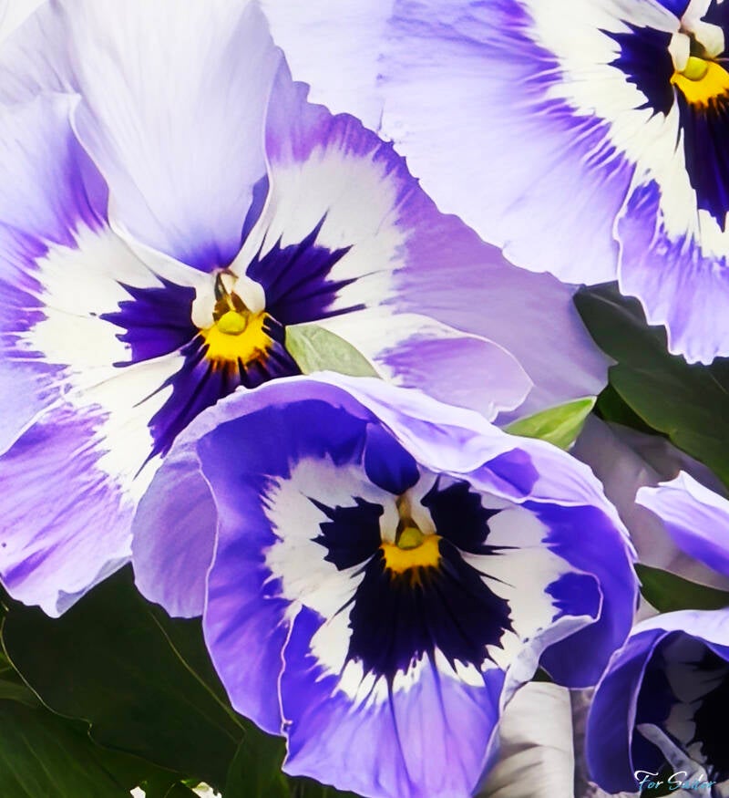 pansy-white-blue_fs-standard.jpg