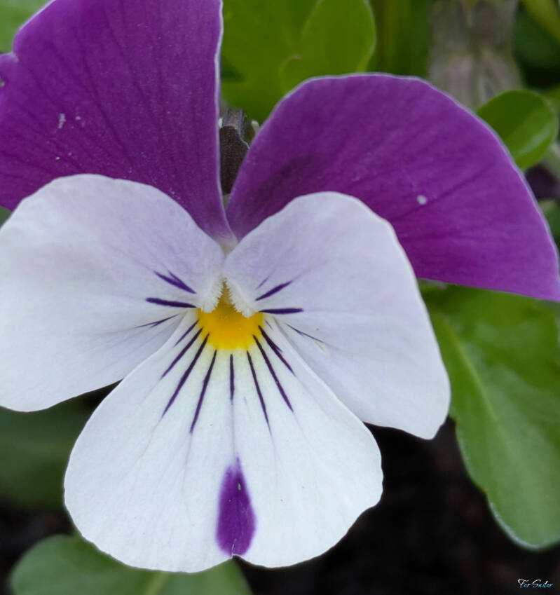 pansy-white-purple_fs-standard.jpg