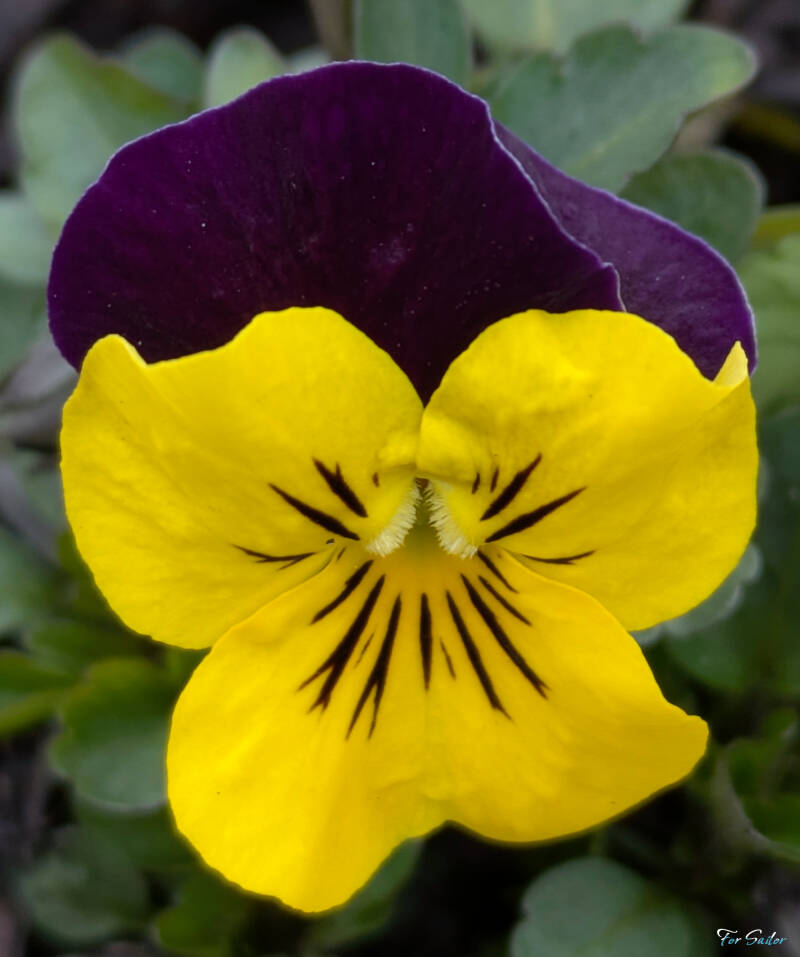pansy-yellow-purple_fs-standard.jpg