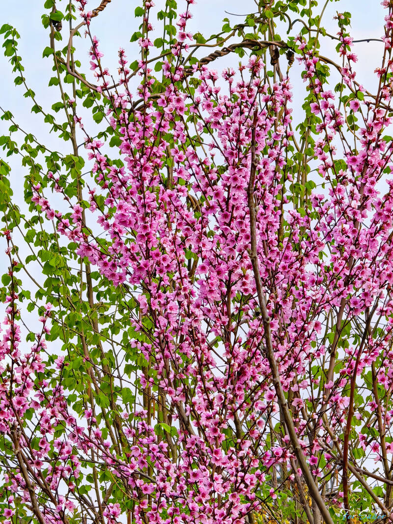 peach-blossoms_fs-standard-2799wz.jpg