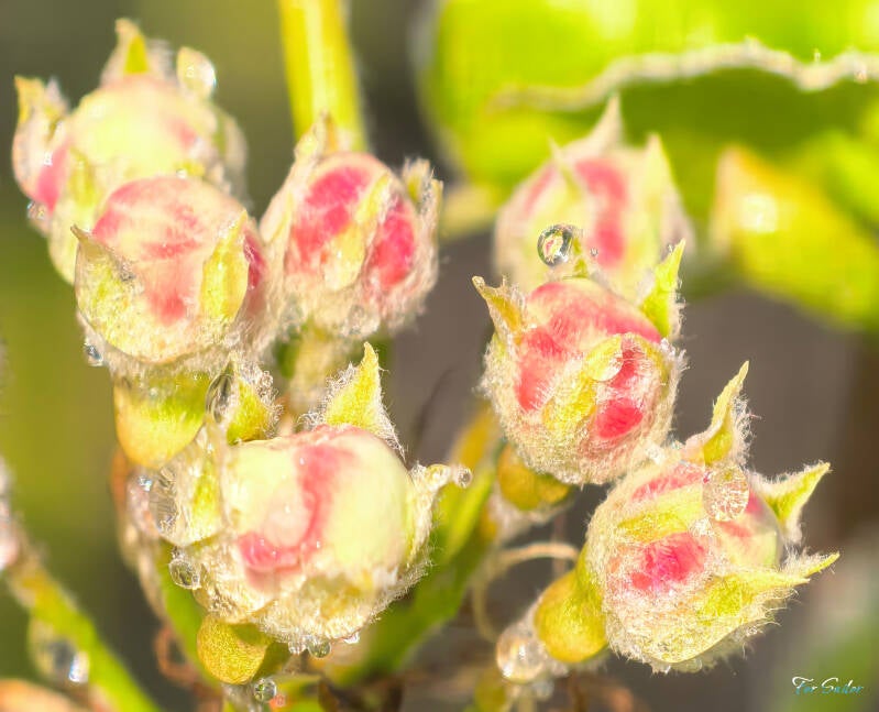 pear-flower-buds_fs-standard.jpg