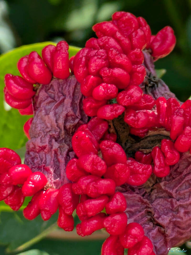 peonies_fs-standard.jpg