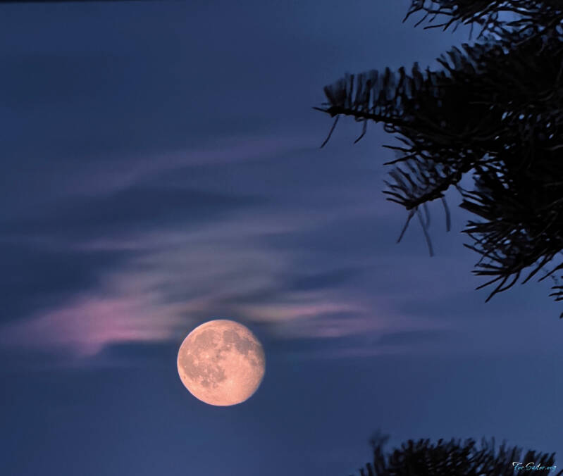 pine-moon_fs-standard.jpg