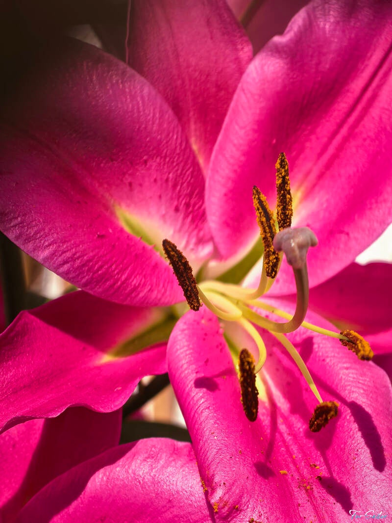 pink-lily_fs-standard.jpg
