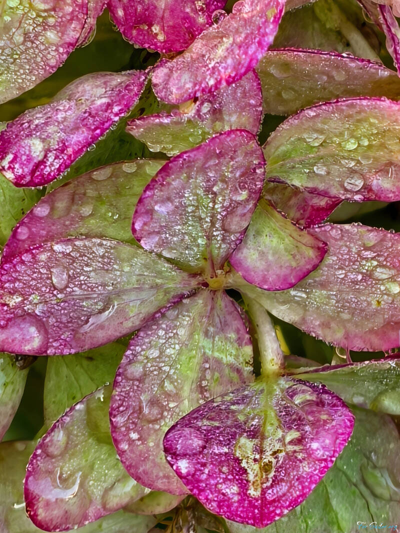 pistachio-hydrangea_fs-standard.jpg