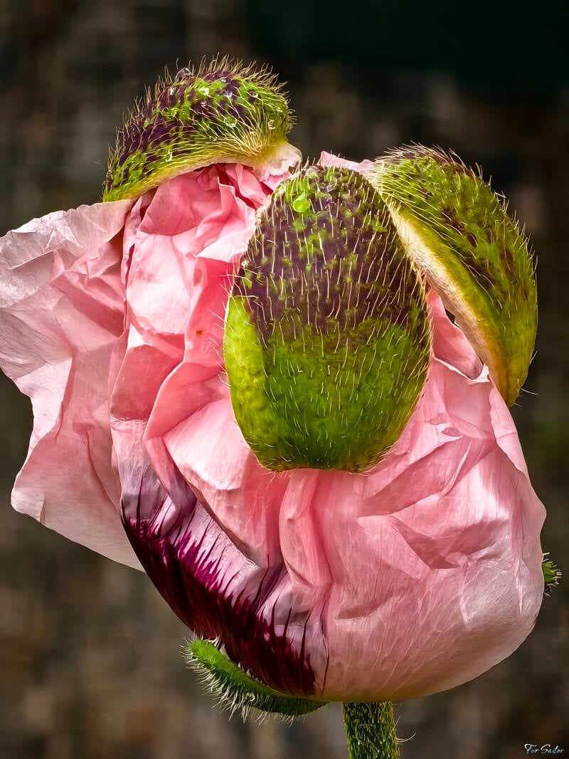 poppy-flower-1-_fs-standard.jpg