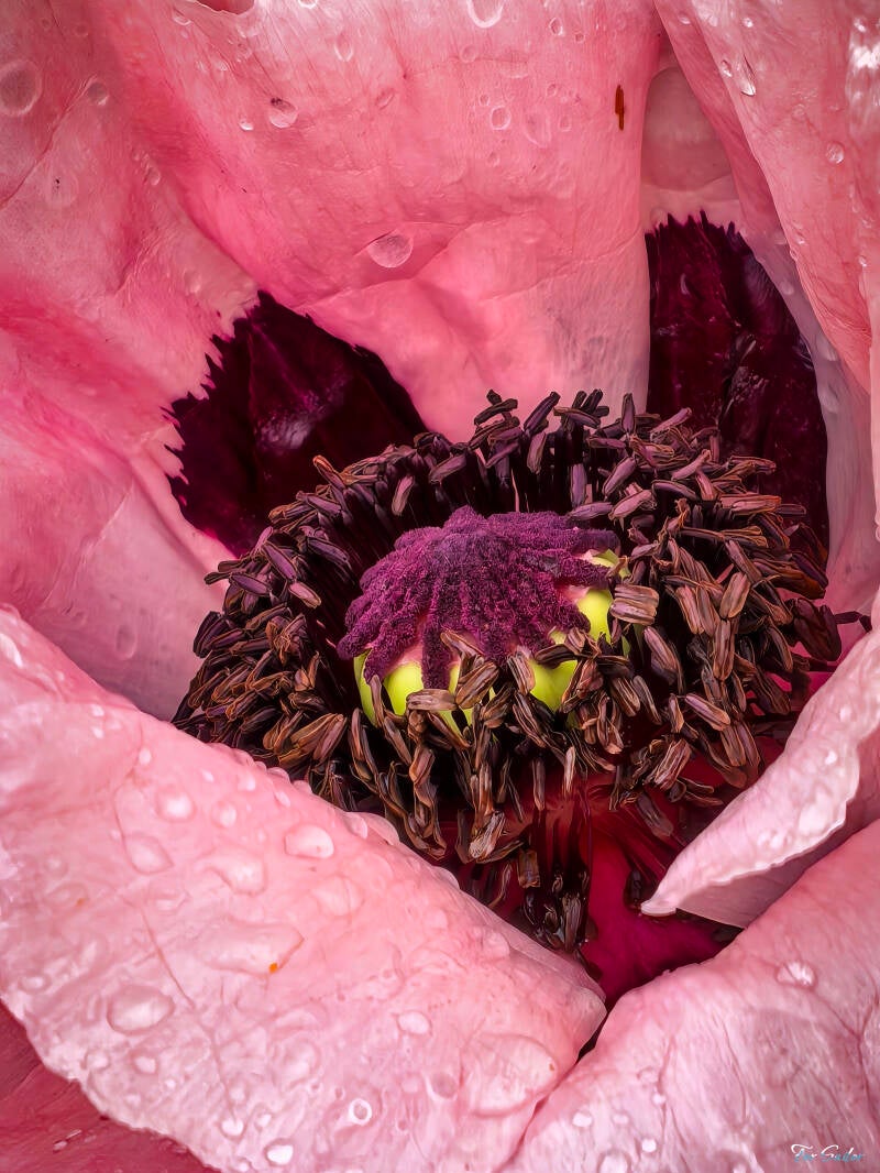 poppy-flower-2-_fs-standard.jpg
