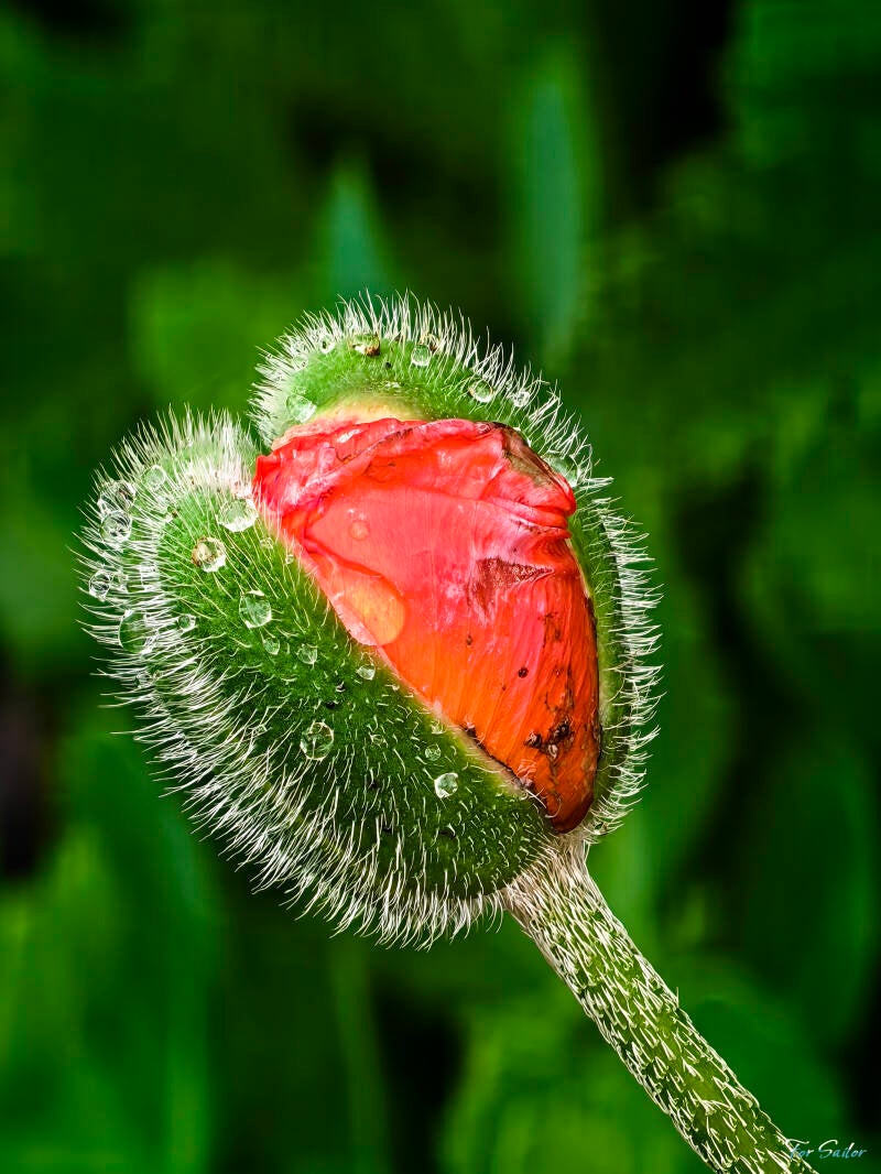 poppy-flower-3-_fs-standard.jpg