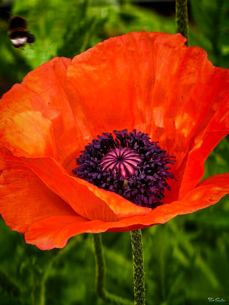 poppy-flower-4-_fs-standard.jpg