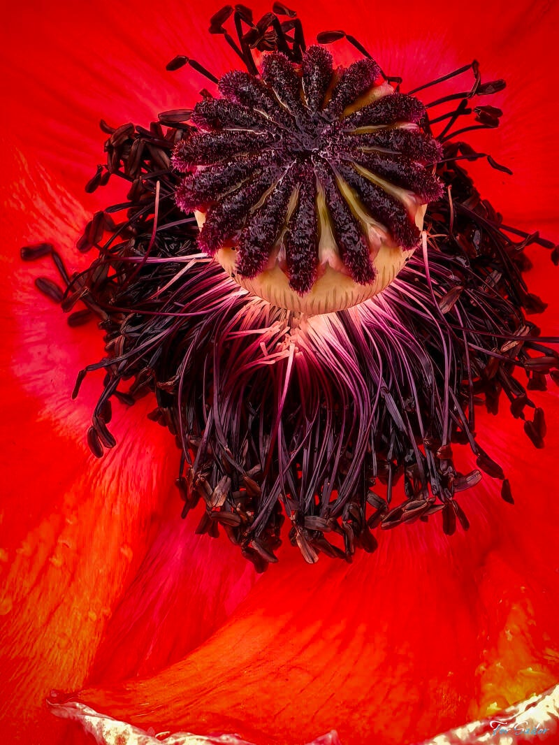 poppy-flower-5-_fs-standard.jpg