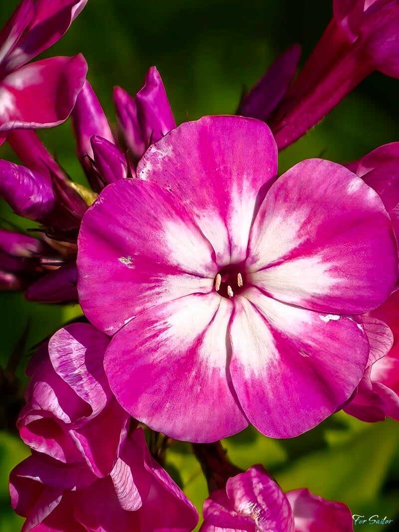 purple-kiss_fs-standard.jpg