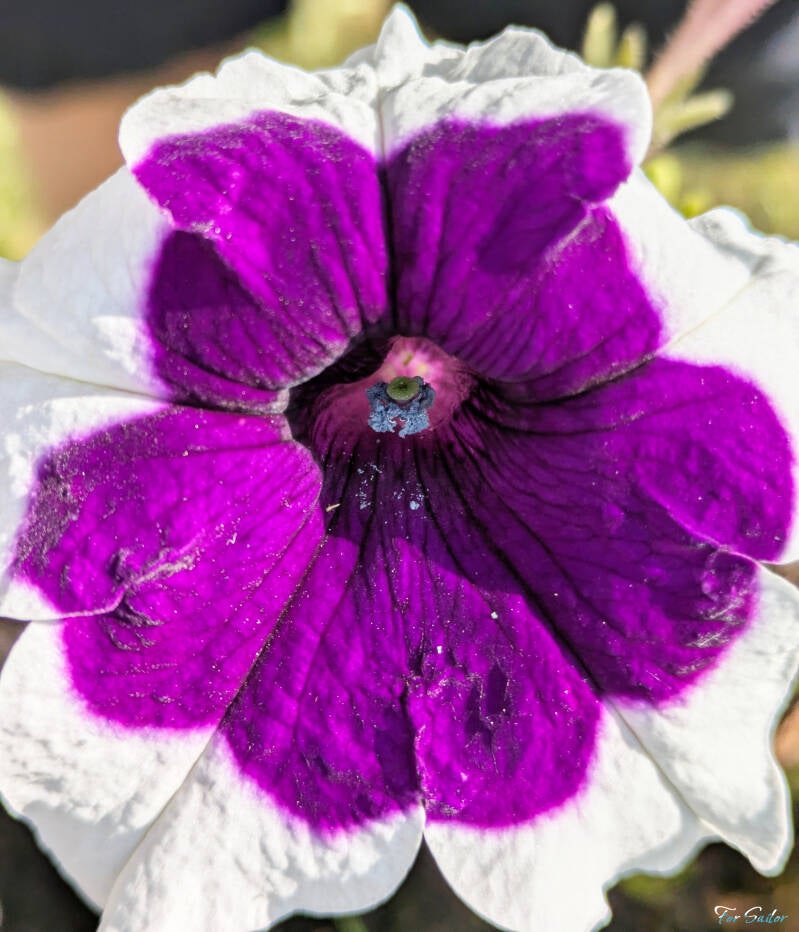 purple-picotee-2-_fs-standard.jpg