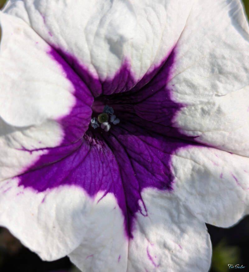 purple-picotee-3-_fs-standard.jpg