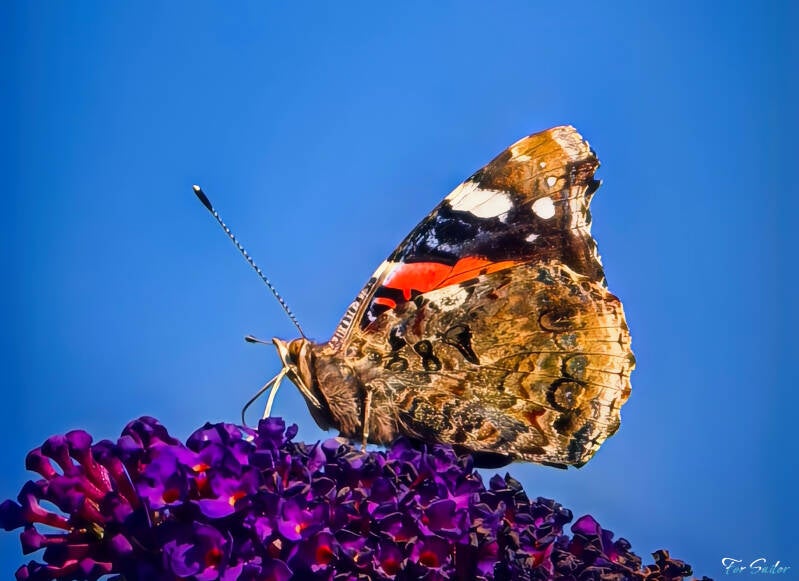 red-admiral-1-_fs-standard.jpg