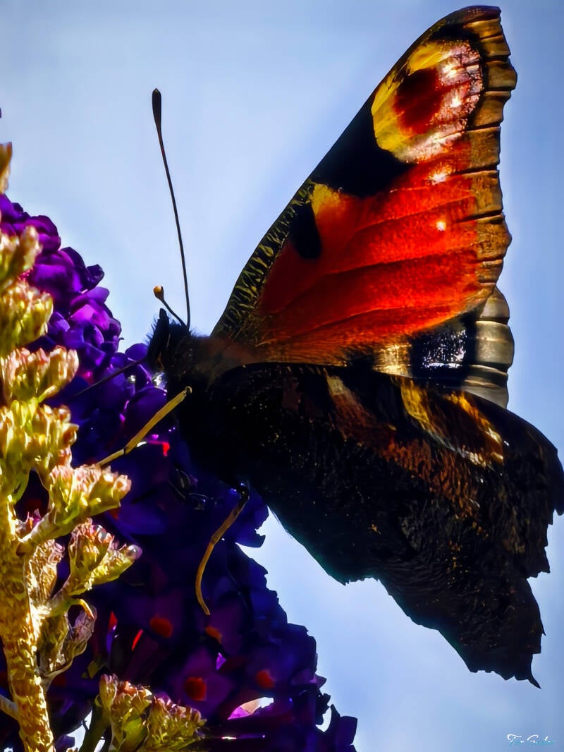 red-admiral-2-_fs-standard.jpg