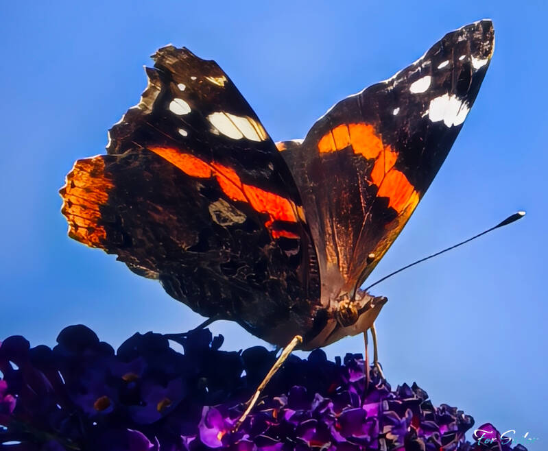 red-admiral-3-_fs-standard.jpg